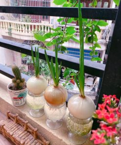 Hành tây thủy sinh trồng trong cốc thủy tinh