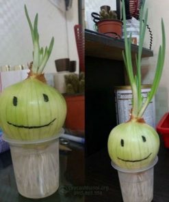 Trồng hành tây thủy canh trong ly nhựa