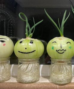 Trồng hành tây trong chậu thắt eo chồng thúi