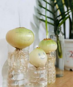 Cây hành tây thủy sinh mini dễ nuôi không cần đất