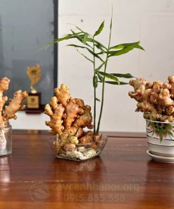 Ý nghĩa chậu gừng thủy canh