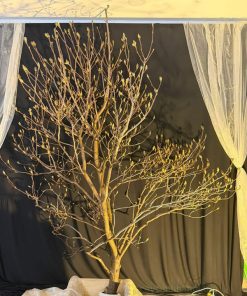 Bán cành hoa mộc lan giá tốt tại Hà Nội