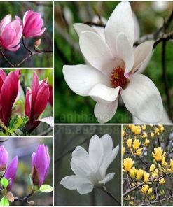 Các mẫu hoa mộc lan đẹp