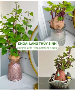 Các mẫu khoai lan thủy sinh đẹp