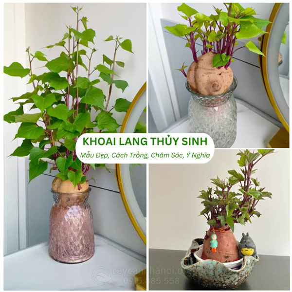 Các mẫu khoai lan thủy sinh đẹp