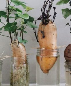 Cách cắm tăm trồng khoai thủy canh