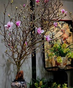 Cách để hoa mộc lan tươi lâu