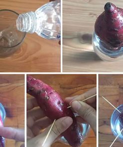 Cách trồng khoai lang thủy sinh