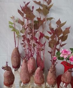 Cách trồng khoai lang tím thủy sinh