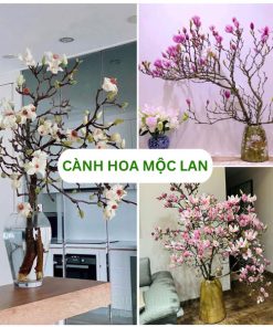 Cành hoa mộc lan