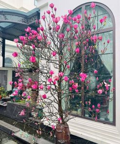 Cành hoa mộc lan decor văn phòng ngày Tết