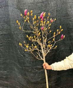 Cành hoa mộc lan tươi