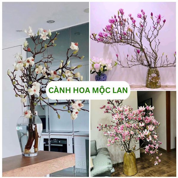 Cành hoa mộc lan