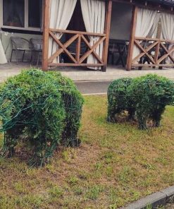 Cách chăm sóc cây Topriary