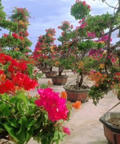 Cây hoa giấy cắt tỉa tạo hình nghệ thuật