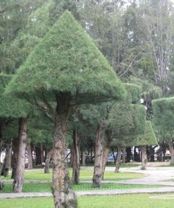 Cây phi lao cắt tỉa hình khối