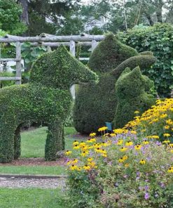 Cây topiary hình thú đẹp