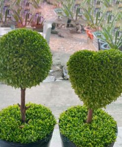 Cây Topiary mini