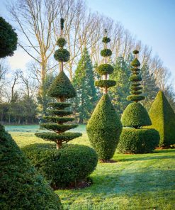 Cây Topiary phù hợp với nhiều không gian