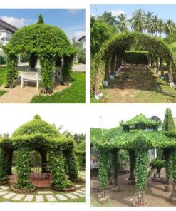 Chòi cây sanh nghệ thuật