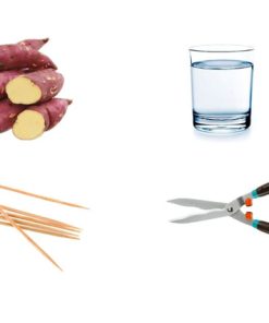 Chuẩn bị trước khi trồng khoai lang thủy sinh