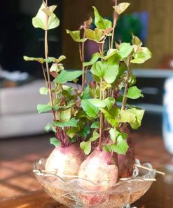 Công dụng của khoai lang thủy sinh