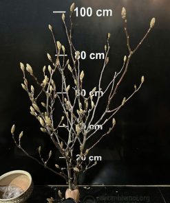 Đặc điểm cành hoa mộc lan