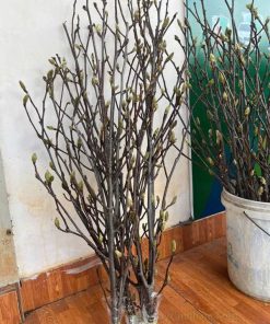 Địa điểm bán cành hoa mộc lan trưng Tết