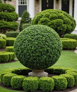 Dịch vụ thi công khu vườn Topiary