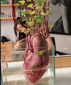 Hướng dẫn cách chăm sóc khoai lang thủy sinh