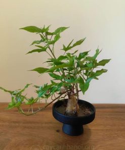 Hướng dẫn cách trồng khoai lang thủy sinh