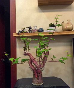 khoai lang bonsai thủy sinh trang trí bàn làm việc