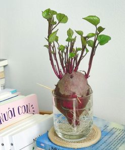 Khoai lang cảnh trồng trong nước đẹp