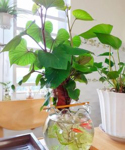 Cách chăm cây khoai lang thủy canh luôn đẹp