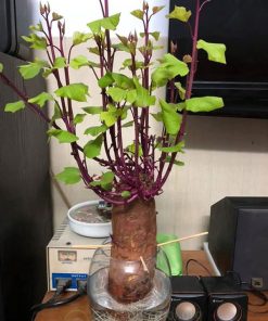 Khoai lang thủy sinh trồng trang trí bàn làm việc