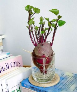 khoai lang thủy sinh trồng trong lọ thủy tinh đẹp