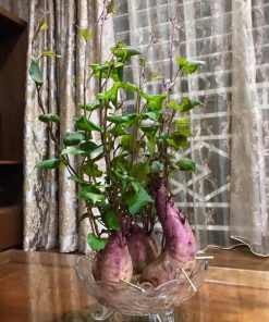 Khoai lang thủy sinh trưng nội thất