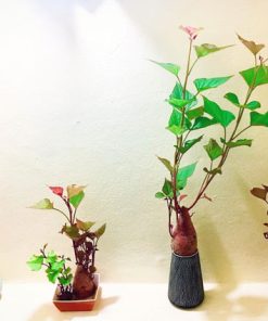 Khoai lang tím trồng thủy canh