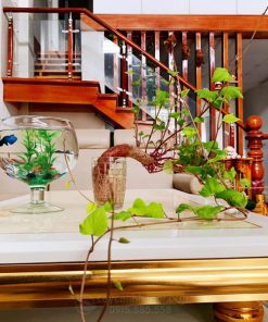 Khoai lang trồng trong nước để bàn tiếp khách