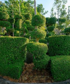 Nghệ thuật tạo dáng Topiary hình khối
