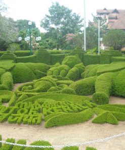 Nghệ thuật tạo hình cây xanh topiary