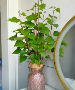 Những lưu ý khi chăm sóc khoai lang thủy sinh