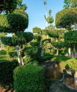 Những lưu ý khi chăm sóc khu vườn Topiary