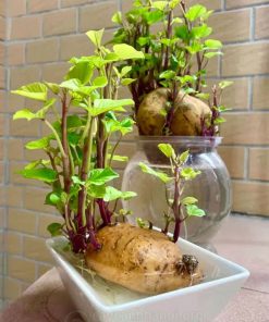 Nơi bán khoai lang thủy sinh nhiều mẫu mã đẹp tại Hà Nội