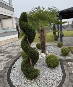 Thi công trồng cây cắt tỉa Topiary