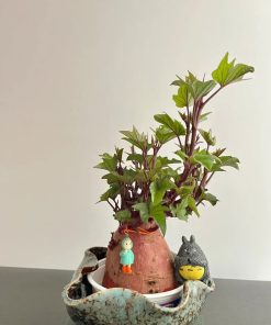 Tiểu cảnh khoai lang mini để bàn