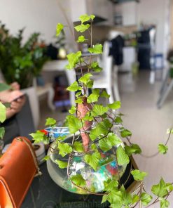 Trang trí bàn làm việc bằng khoai lang thủy sinh