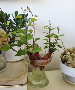 Trồng cây khoai lang trong lọ thủy tinh