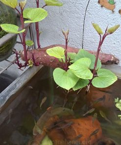Trồng khoai lang thủy sinh kết hợp hồ nuôi cá