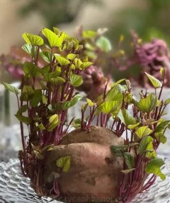 Trồng khoai lang trong nước